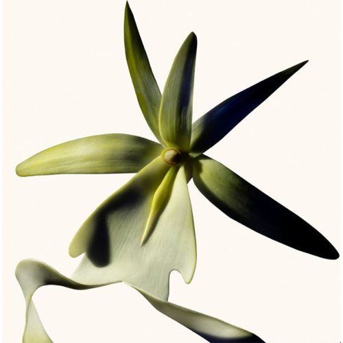 Black Orchid Reserve - Parfum TOM FORD Black Orchid Reserve - Parfum TOM FORD